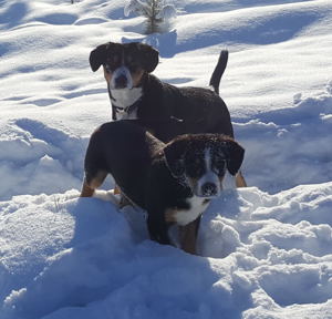 Entlebucher Swiss Mountain Dog puppies for sale in NM